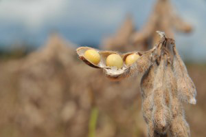 Preços da soja serão menores em 2014, prevê especialista Preços da soja serão menores em 2014, prevê especialista