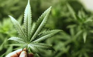 Regras para mercado legal de maconha no Uruguai entram em vigor