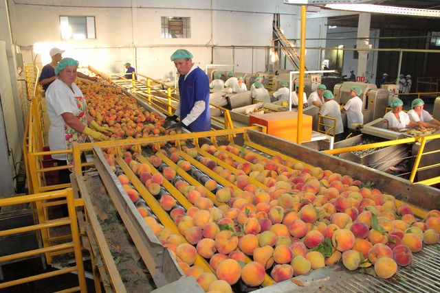 Cadeia do pêssego articula novos mercados