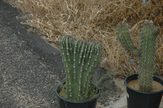 Cactos à venda deixam a Caatinga mais pobre Cactos com deformações são considerados de maior valor nas estradas do Nordeste. crédito: Vinícius Messas Cotarelli