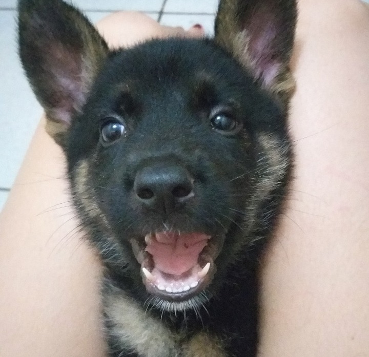 Família procura cãozinho desaparecido em Amambai Pandora está desaparecida / Foto: Arquivo Pessoal