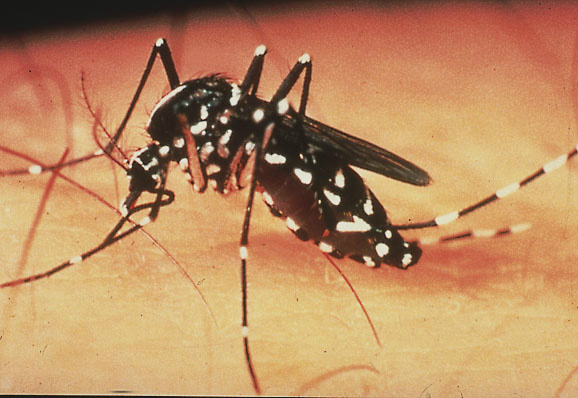 Saúde orienta famílias sobre prevenção contra a dengue no período de férias