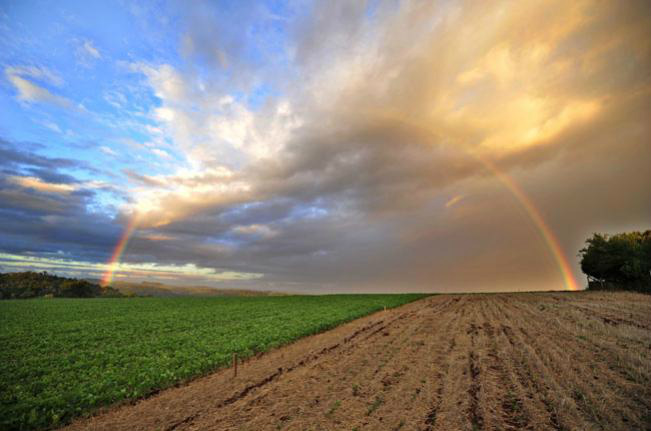 Valor bruto da produção agrícola cresce 12% em 2011
