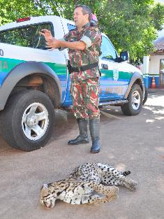 Uma pessoa avistou uma jaguatirica morta na saída para Três Lagoas e acionou a PMA pensando que fosse a onça 