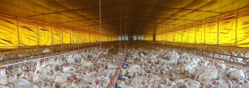 Custos de produção de frangos aumentam quase 20% entre janeiro e maio Foto: E-Aware