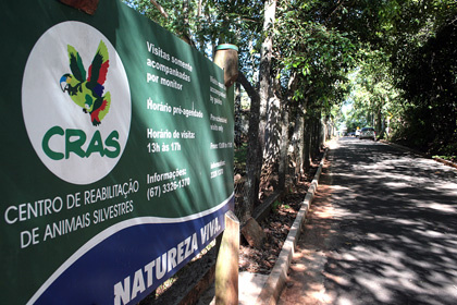Cras e PMA mantêm busca para encontrar onça; ataque é improvável
