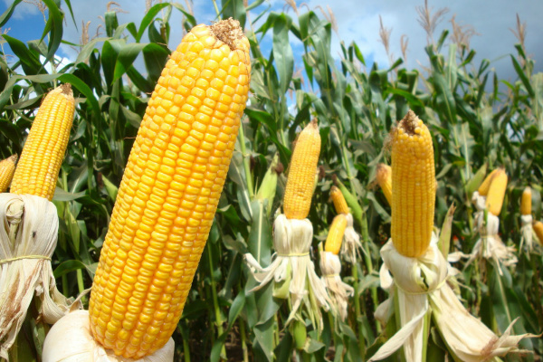 Milho safrinha tem crescimento recorde de produtividade na safra 2012/2013 Milho safrinha tem crescimento recorde de produtividade na safra 2012/2013