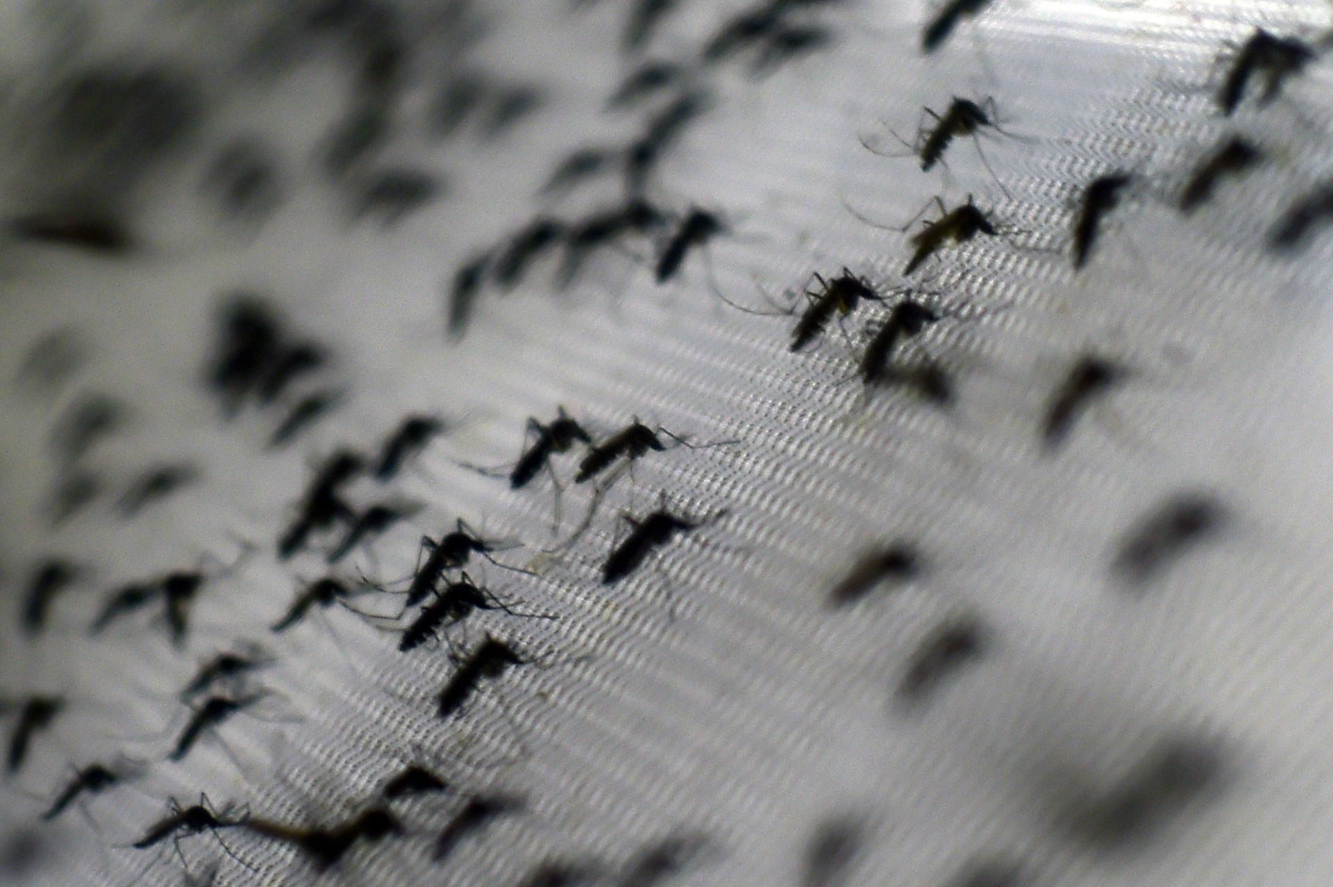 Austrália confirma segundo caso de grávida com o vírus Zika no país