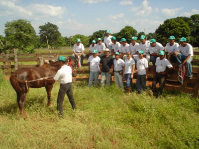O processo de adestramento consiste em educar um animal chucro a atender aos estímulos do cavaleiro / Foto: Divulgação