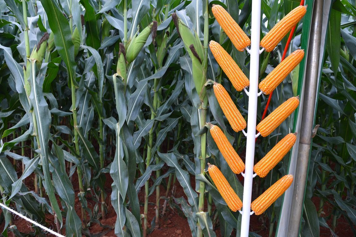 Projeto mostra que é possível integrar agricultura e preservação Valter Campanato/Agência Brasil