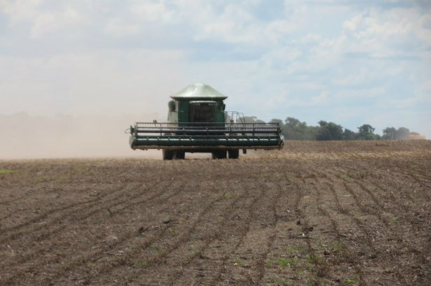 MS mantém calendário do vazio sanitário da soja