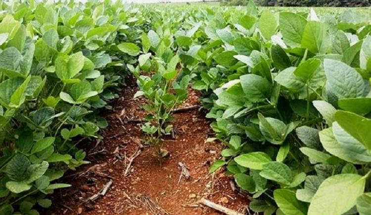 Mato Grosso do Sul entra no período de vazio sanitário da soja Foto: Reprodução