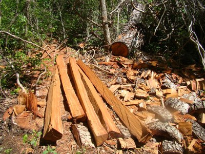 PMA multa assentada por extração ilegal de espécies de madeira
