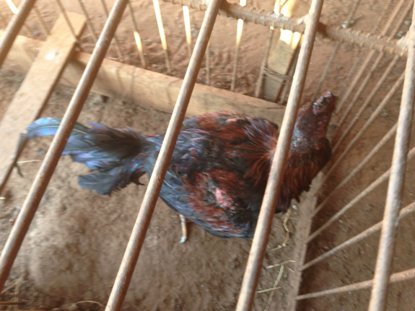 O dono dos animais foi autuado em R$ 26.500 / Foto: Divulgação