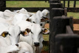 Tecnologia de melhoramento genético é utilizada há dez anos no Brasil. Especialista afirma que vantagens estão na qualidade dos filhotes gerados.