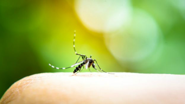  Mosquito tranmissor da malária, doença tem hoje maior prevalência em áreas rurais 