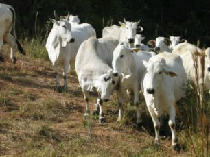 Aumento na quantidade de fêmeas abatidas desvalorizou a categoria