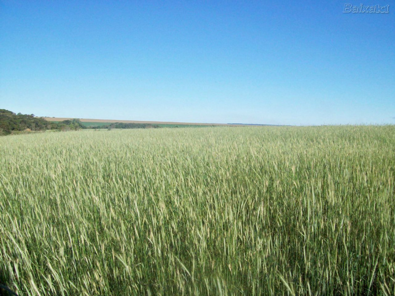 Valor bruto da produção das lavouras avança 11,9% em 2011