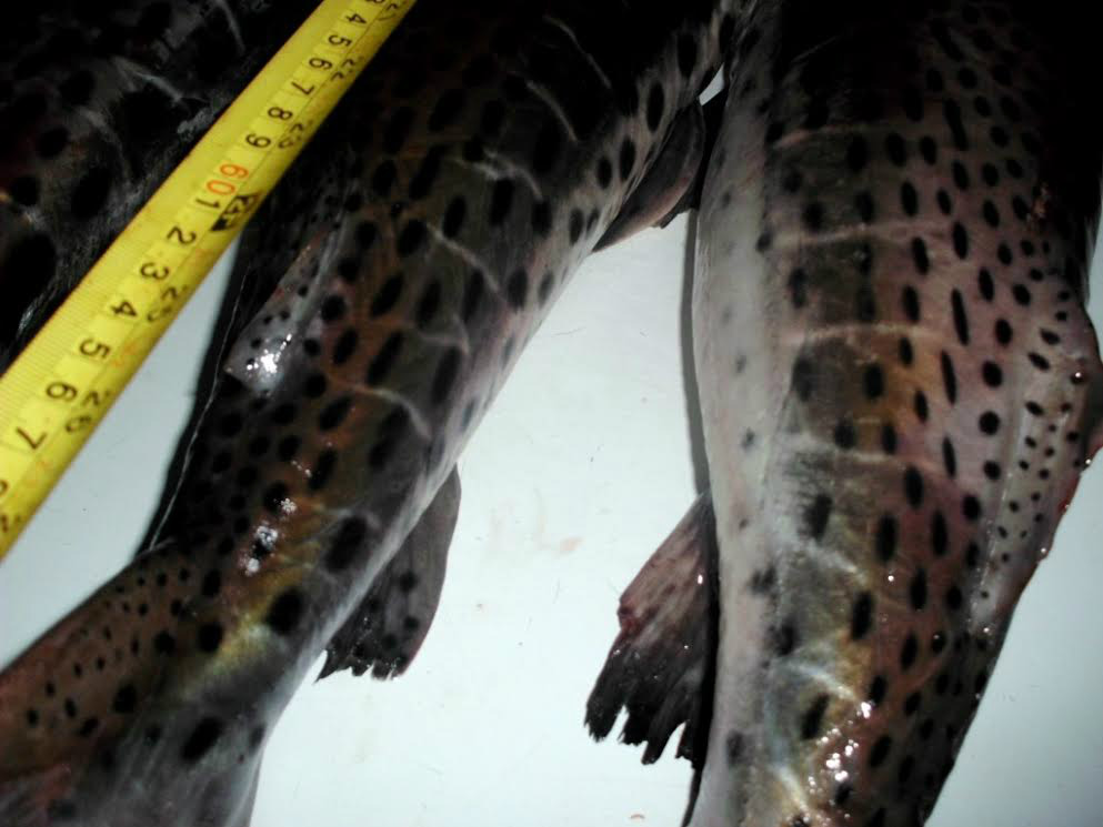 PMA prende pescador profissional com pescado fora da medida