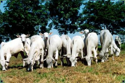 Ministério da Agricultura retira etapa de vacinação de bovinos jovens