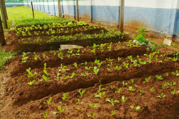 O dinheiro para iniciar o projeto veio do Governo Federal e arrecadado através de rifas realizadas pela escola. 