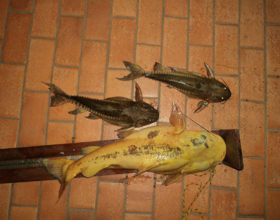 Polícia Militar Ambiental prende turista em Coxim por pesca ilegal Peixes estavam abaixo da medida permitida por lei para a captura, pescador foi autuado e recebeu multa de R$ 1.040,00 / Foto: PMA