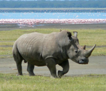 Mais de mil rinocerontes foram caçados no ano passado. Foto: Ryan Harvey