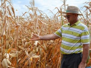 De qualquer modo o preço atraente do milho reduz a perda econômica