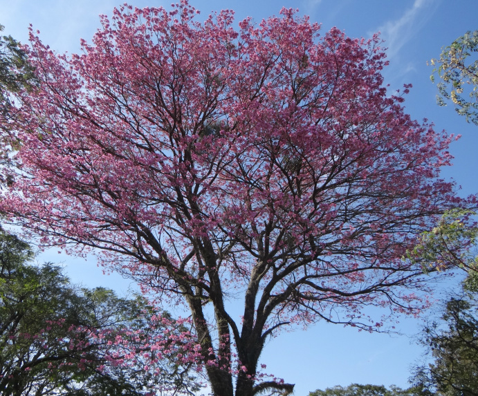 Ipês embelezam a cidade de Amambai Ipê da praça Cel. Valêncio de Brum. /Moreira Produções