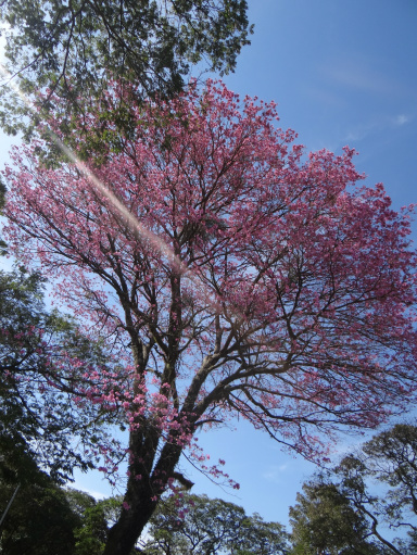 Ipês embelezam a cidade de Amambai Os Ipês florescem entre os meses de maio e setembro. / Foto Moreira Produções