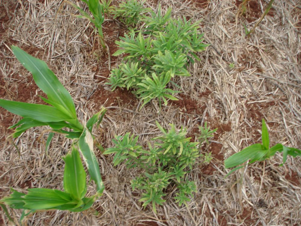 Plantas Daninhas: resistentes, tolerantes e de difícil controle Plantas Daninhas: resistentes, tolerantes e de difícil controle