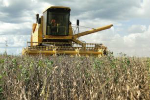Colheita da soja tem início em Laguna Carapã com prejuízo de 20 sacas/hectare Colheita da soja tem início em Laguna Carapã com prejuízo de 20 sacas/hectare