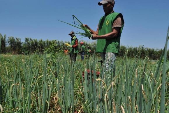 Em termos de geração de empregos, a agropecuária teve o melhor saldo entre os setores econômicos, com 36.827 novos postos, conforme os últimos dados do Cadastro Geral de Empregados e DesempregadosArquivo/Valter Campanato/Agência Brasil