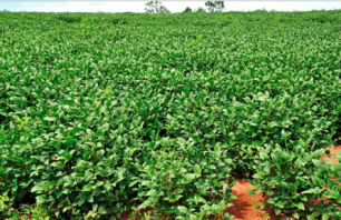 Aproximadamente 90% dos insumos para o próximo plantio de soja já foram comprados.