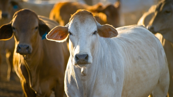 Produtores devem fazer manejo correto para evitar a tripanossomose