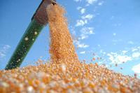 Agricultores já colheram 10% do milho safrinha