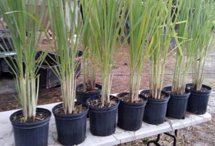 A distribuição de mudas de Citronela e Crotalária pode ajudar no combate a Dengue no município de Amambai / Foto: Jornal da Nova