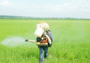 Destino correto de embalagem de agrotóxico cresce 8% até junho