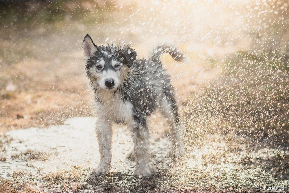 Cachorro pode tomar chuva? O cachorro na chuva precisa de alguns cuidados importantes. Saiba quais são eles O cachorro na chuva precisa de alguns cuidados importantes. Saiba quais são eles /Foto: divulgação