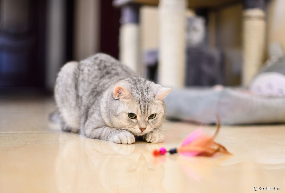 Quais os melhores brinquedos interativos para gatos? Alguns brinquedos interativos para gatos ajudam a distrair e melhorar a qualidade de vida do bichano