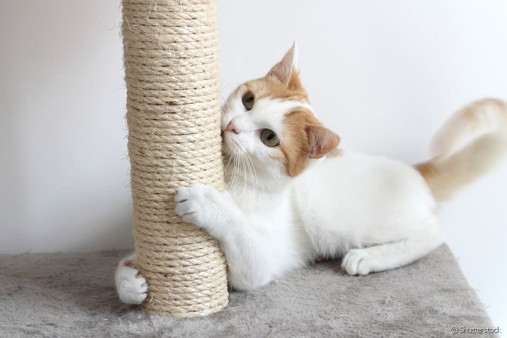 Arranhador para gatos tradicional ou de papelão? Existem diferentes arranhadores para gatos, como o modelo de papelão e o tradicional, normalmente feito com sisal /Foto: divulgação
