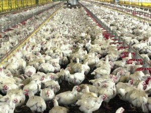 Exportação e produção de carne de frango fecham 2012 com queda