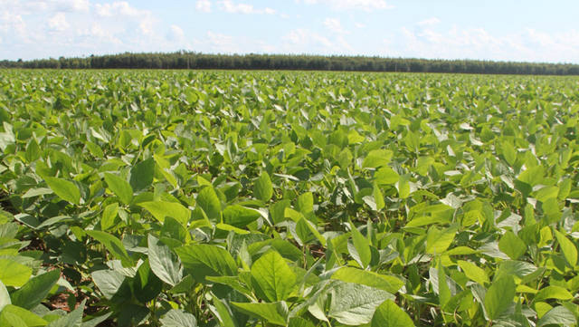 Tempo favorece colheita de soja nas principais áreas produtoras Condições devem permanecer satisfatórias às atividades no campo até o fim da semana / Foto: Gabriel Faria/Embrapa Agrossilvi