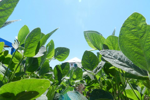 Agricultura precisará se adaptar às mudanças no clima