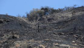 Governo quer conter focos de queimadas e incêndios florestais -Tânia Rêgo/Agência Brasil