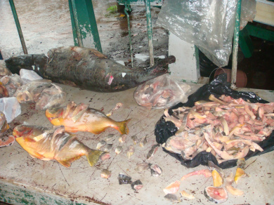PMA apreende 51 kg de pescado ilegal em restaurante em Miranda
