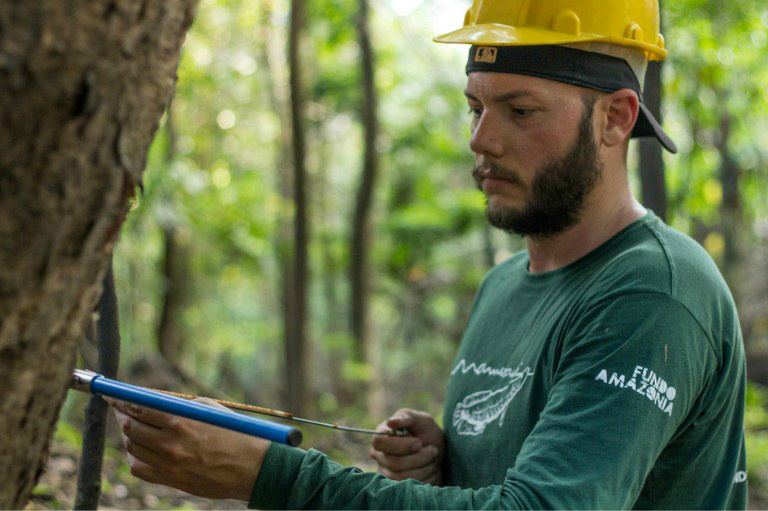 Cientistas brasileiros analisam impactos das mudanças climáticas na Amazônia Pesquisador coleta filamento do tronco de uma árvore da Amazônia para estudos sobre mudanças climáticasFoto: Divulgação