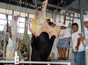 Sistema de inspeção animal ganha agilidade Governo quer ampliar serviços de fiscalização locais equivalentes ao federal, mantendo a segurança e inocuidade dos alimentos