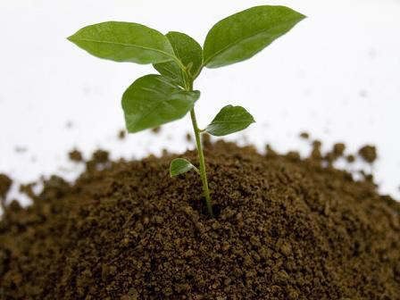 10 dicas para montar uma boa horta na sua casa