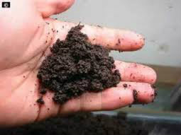 10 dicas para montar uma boa horta na sua casa